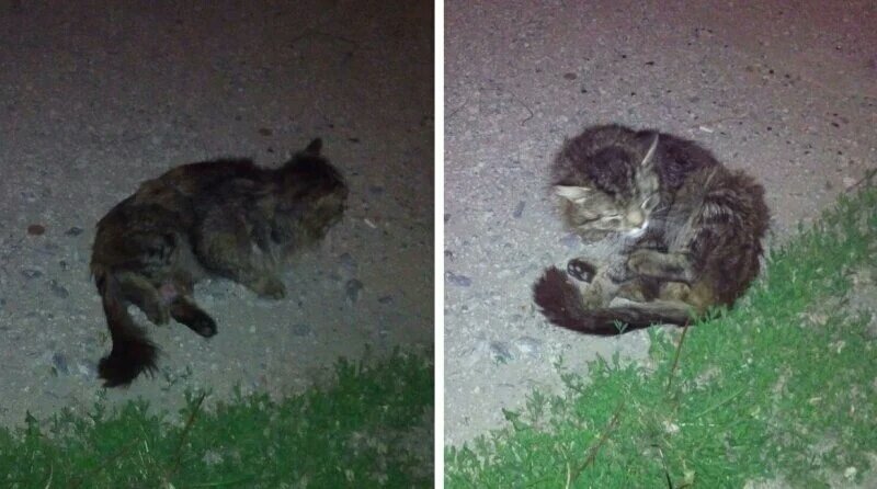 Фото: PP.USERAPI.COM