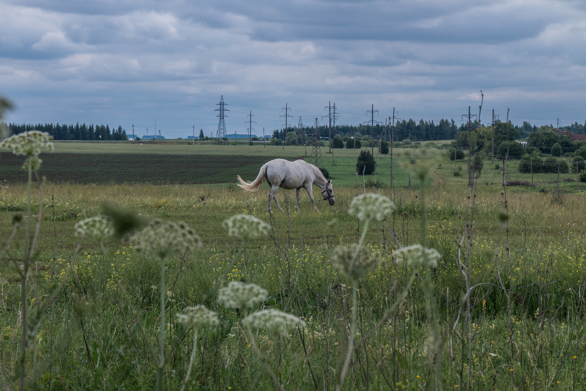 Не смогли пройти мимо пейзажа с лошадкой...