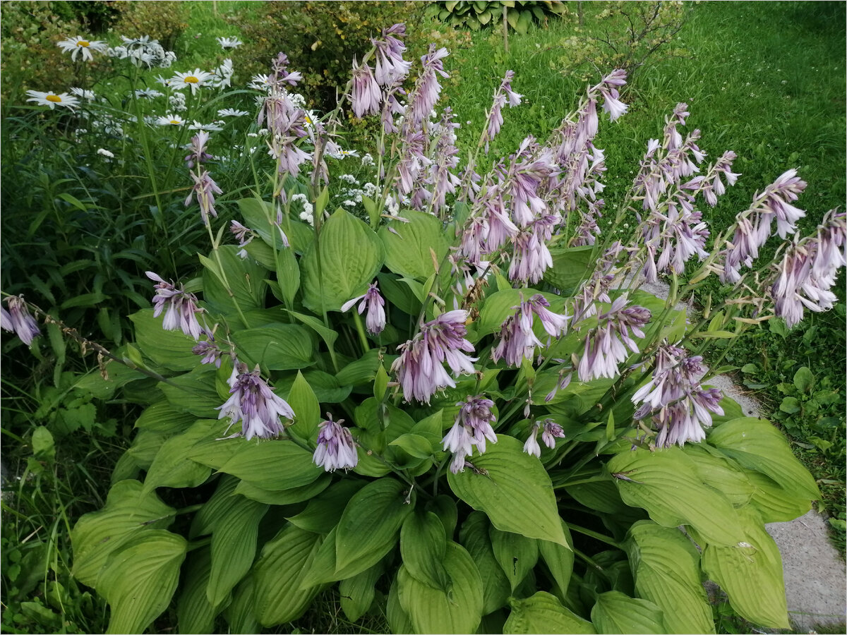1. Дачный участок 2019. Хоста декоративная расцвела.