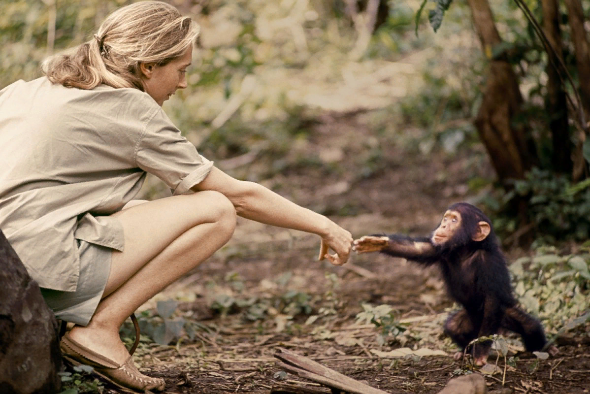 Шимпанзе девушку. Джейн Гудолл и шимпанзе. Приматолог Джейн Гудолл. Джейн Гудолл в молодости. Jane Goodall в молодости.