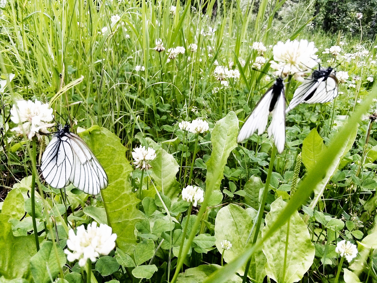 Хлопот полон рот, как у этих бабочек. Фото автора