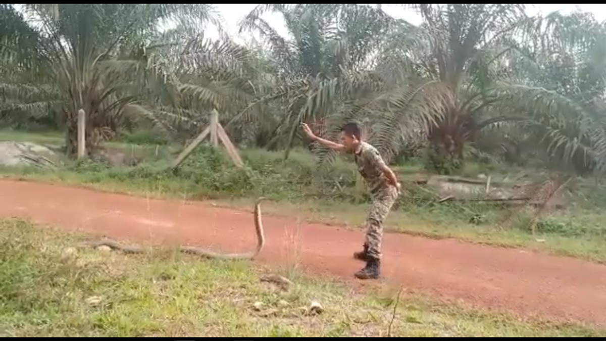 Большая Кобра в Малайзии