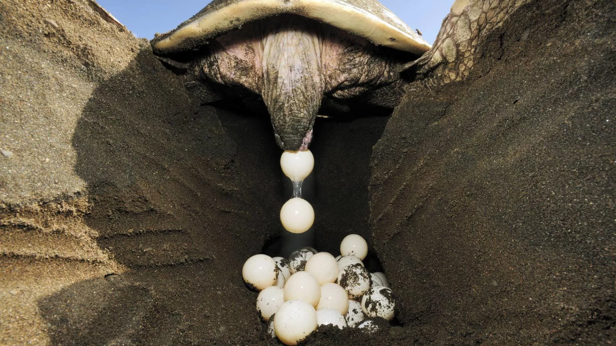 Морская черепаха откладывает яйца. Яйца кожистой черепахи. Яйца морской черепахи. Кладка яиц морской черепахи.