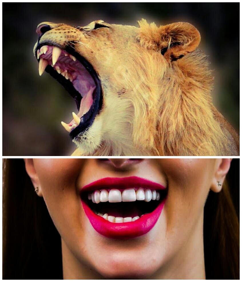 Сравнение : хищник и плодоядный человек