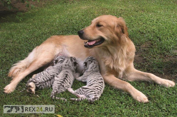 Фото: Tom Harvey and Keith Philpott