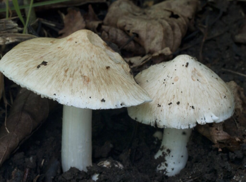 ВОЛОКОННИЦА ПАТУЙЯРА