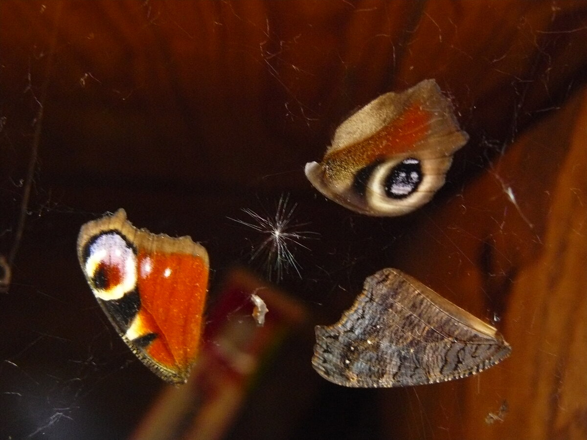 паутина, бабочка, крылья, трагедия