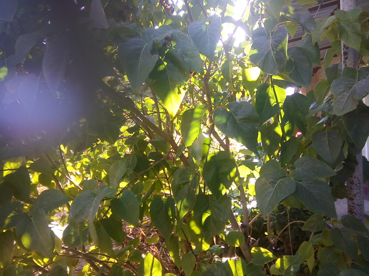 Лучи сквозь листву