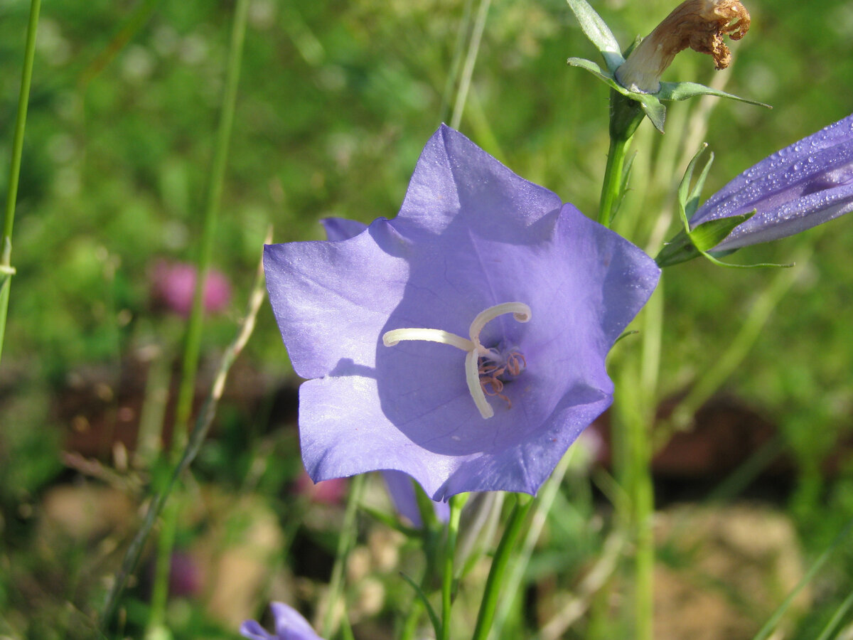 Фото: Таисия С.
