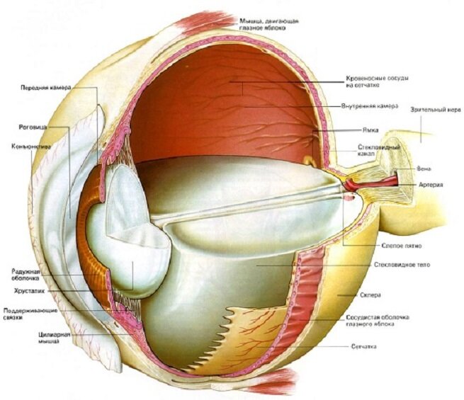 [caption id="attachment_2317" align="aligncenter" width="655"] Строение глаза[/caption]