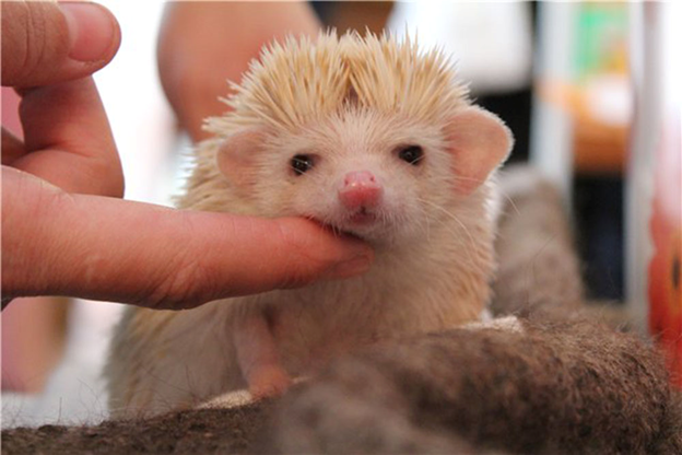 Как назвать? Мурзик или Барсик?