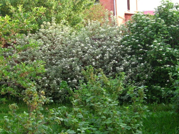 Цветущие дёрен и калина хорошо прикрывают неприглядный забор.