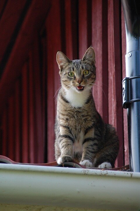 https://pixabay.com/photos/cat-feline-cat-on-roof-animal-pet-53925/