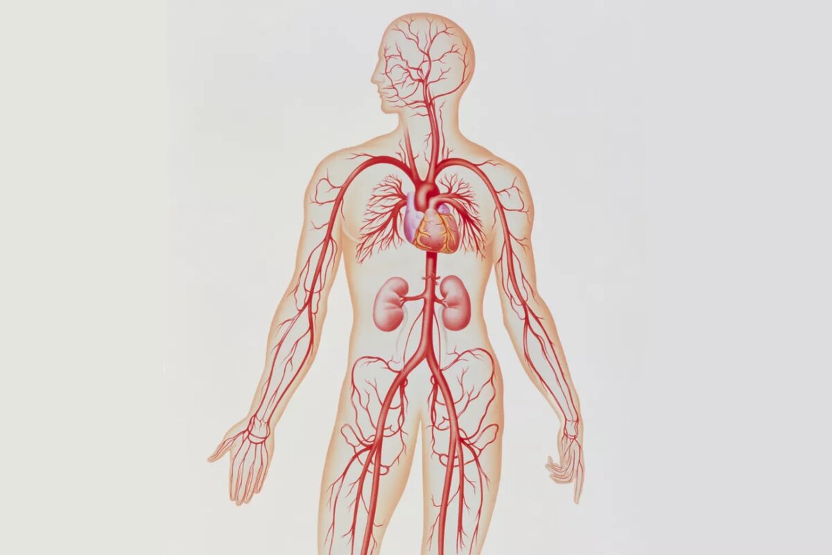 Кровеносные сосуды человека. Артериальная кровеносная система. Система кровообращения человека сердце и кровеносные сосуды. Артериальная кровеная система. Кровеносная система анатомия.