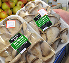 Купить
Магазинные грибы выращены в неизвестных условиях и более дорогие