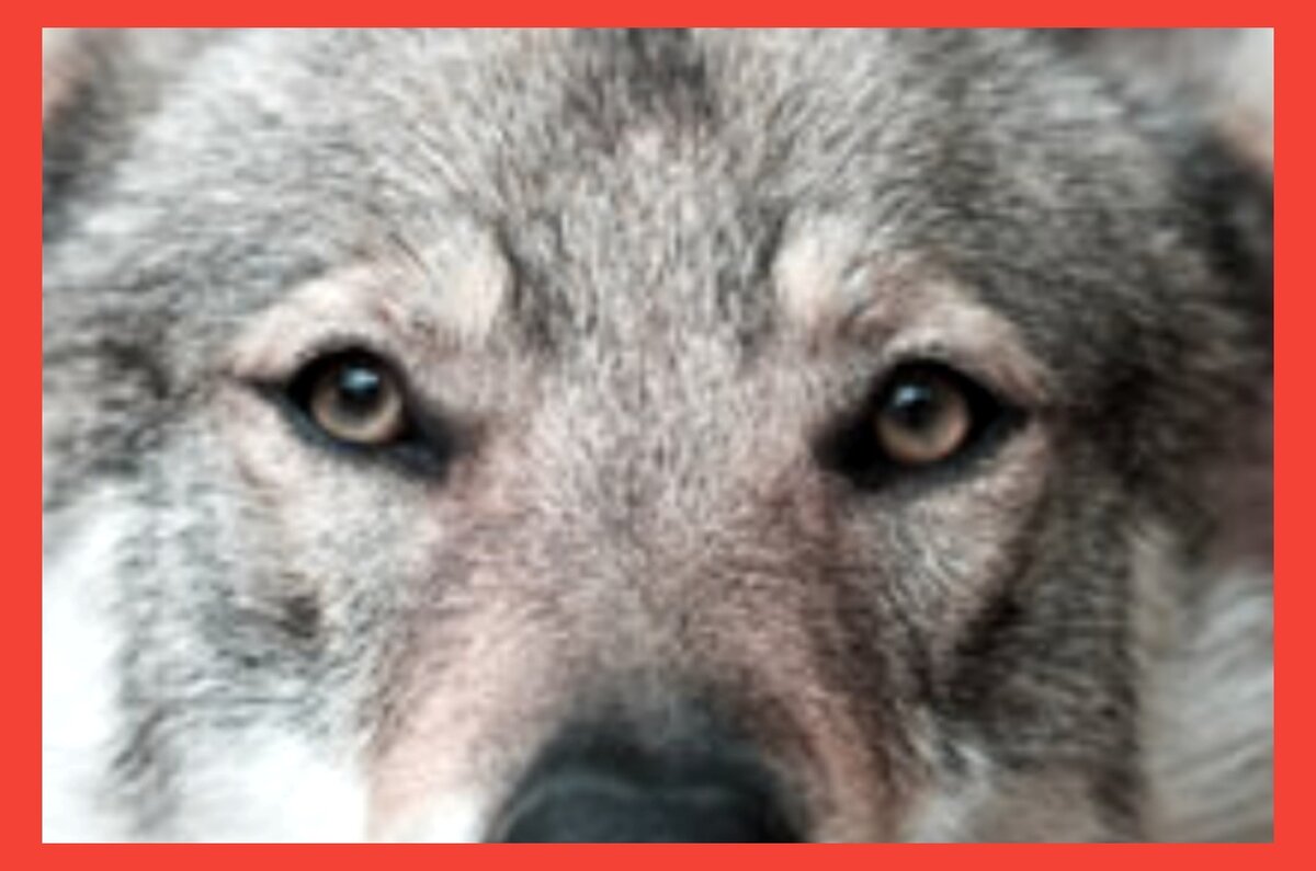 Собака по кличке Пират