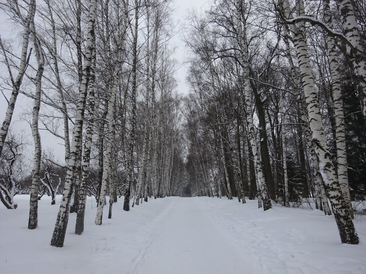 шелехов ясная поляна. ясная поляна тула зимой. стелла ясная поляна. ясная поляна план усадьбы. музей-усадьба ясная поляна.