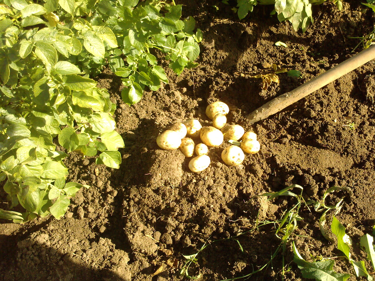 Это картофель уже с новой дачи.