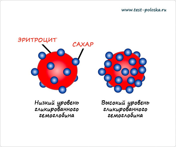 Фото из интернета. Эритроциты живут около 3 месяцев. Чем выше сахар крови, тем больше его на стенках эритроцитов, и тем выше гликированный гемоглобин.