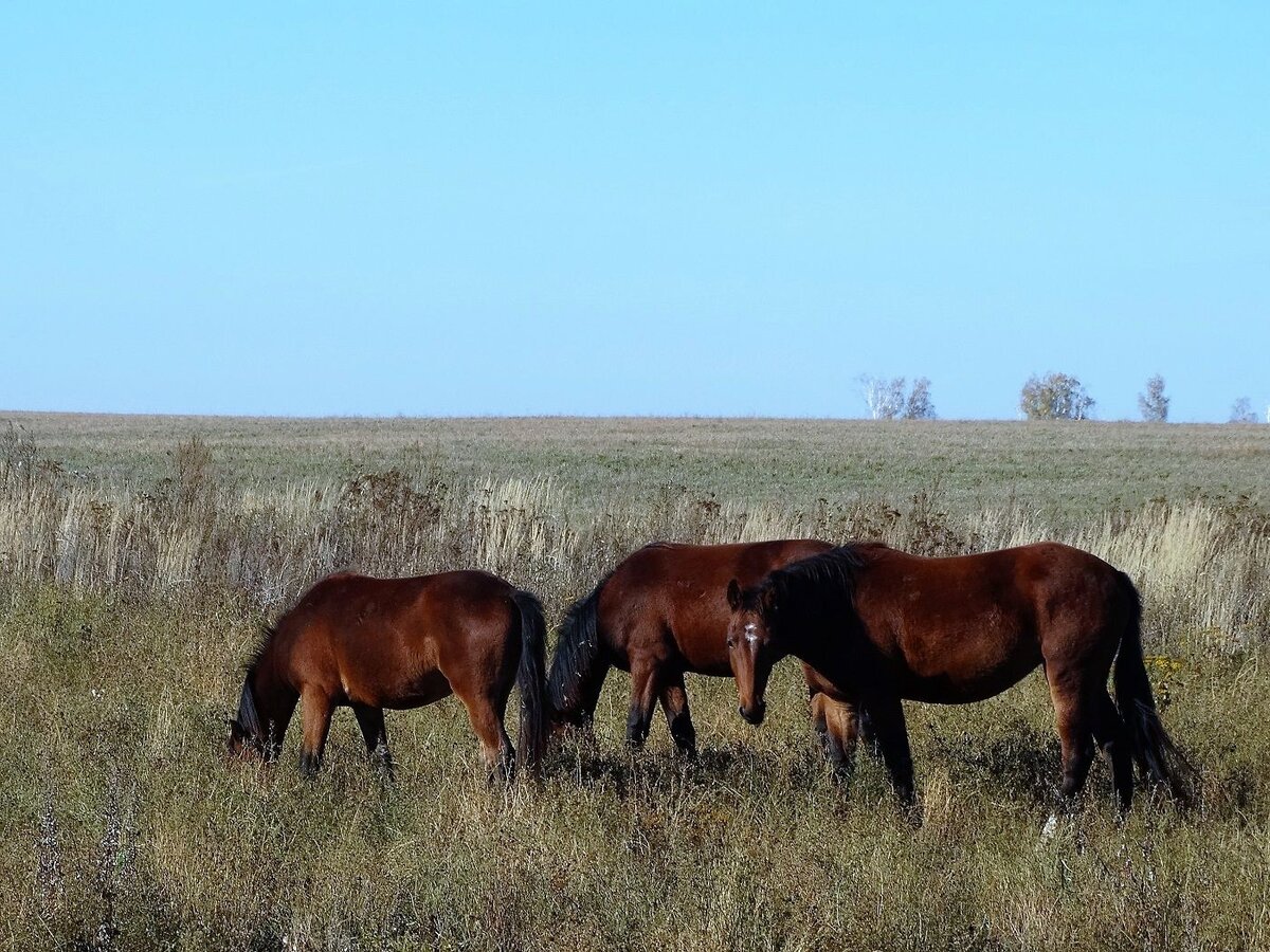     По названию несложно догадаться, где зародилась татарская лошадь. Сегодня её считают практически вымершей, поскольку осталось в природе не более пяти особей породы.-2-3