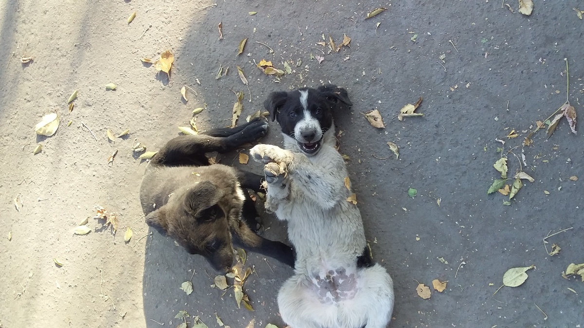 Щенки из семьи Чернышки