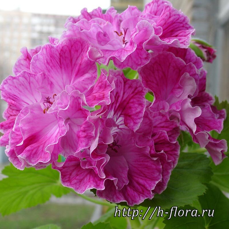 Lara Waltz - фото автора 