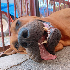 Фото взято: https://lapkins.ru/dog/tosa-inu/