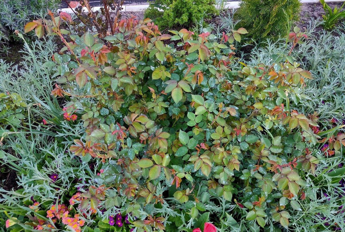 Роза Леди оф Шалот после опрыскивания