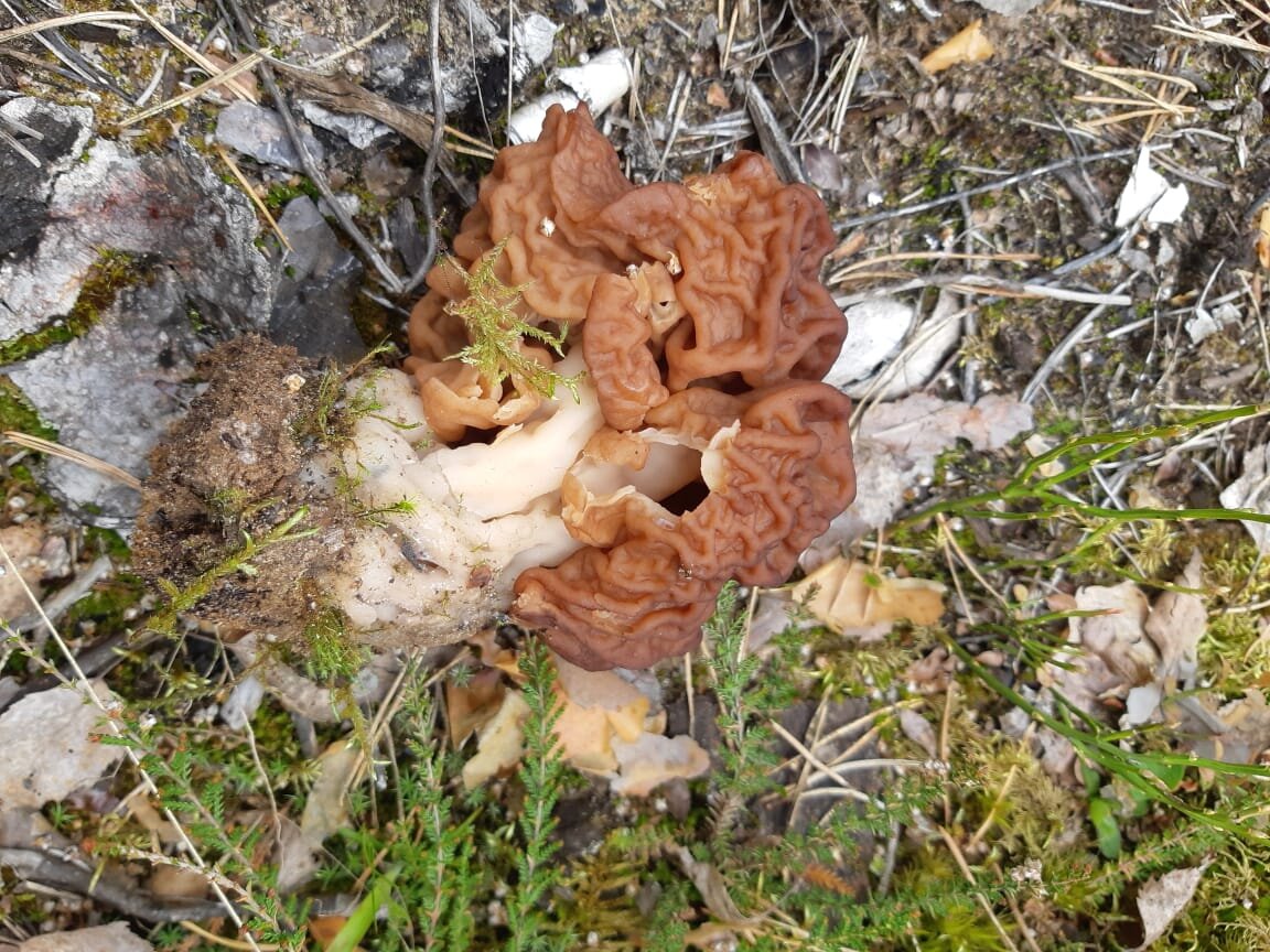 Строчки, бор