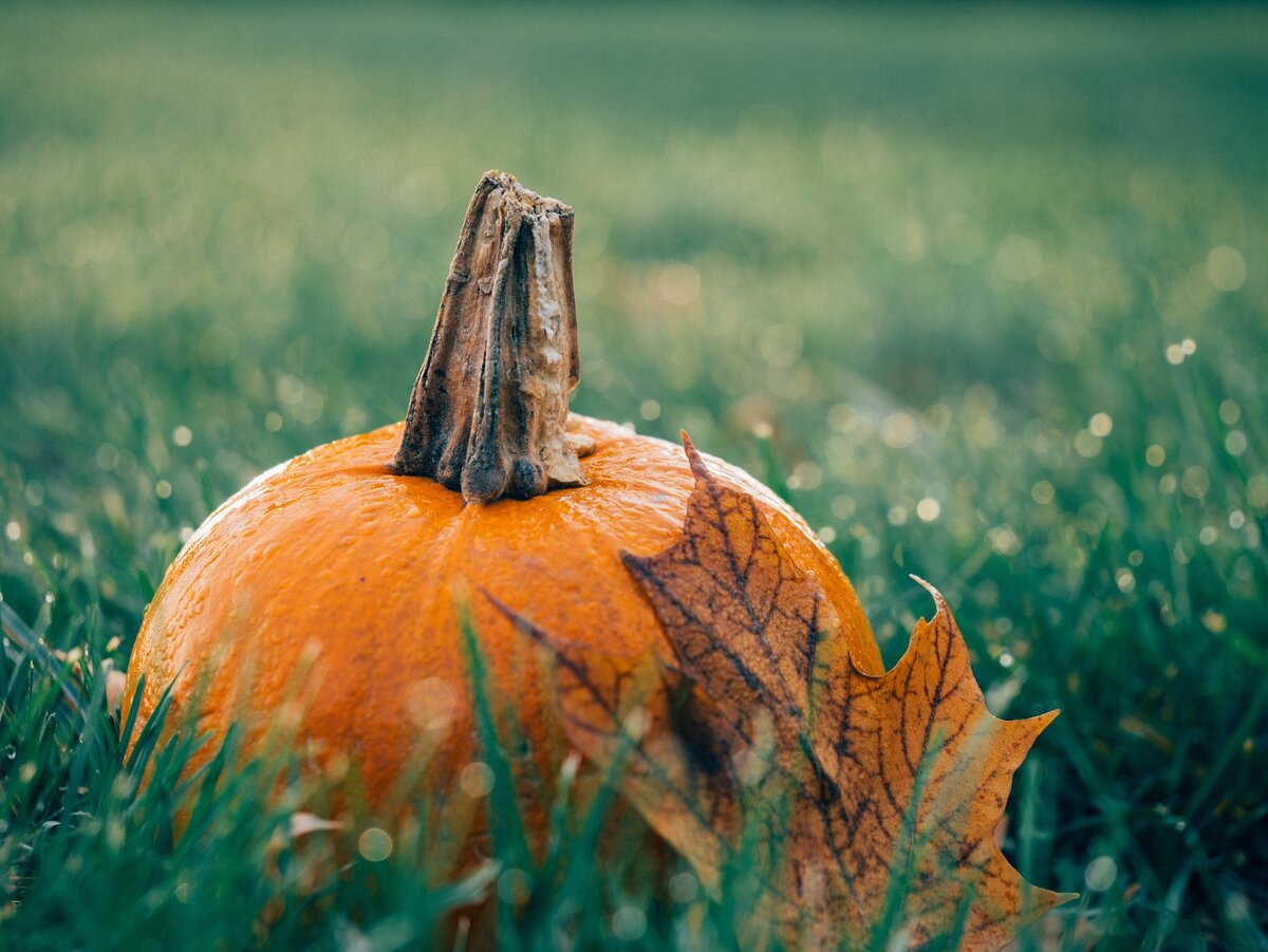 Фото с бесплатного фотостока Pixabay