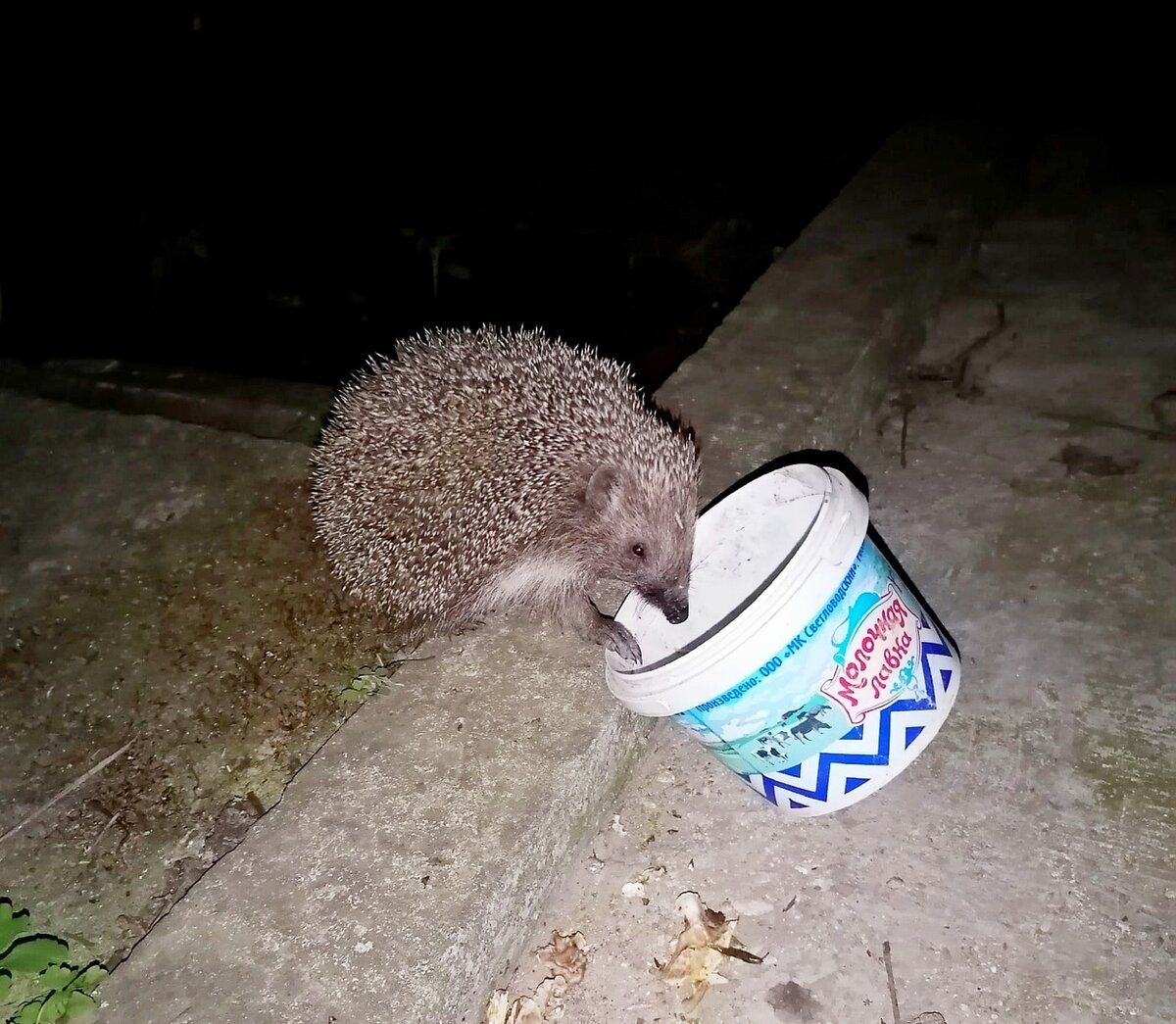 Фото автора. Ёж наелся.