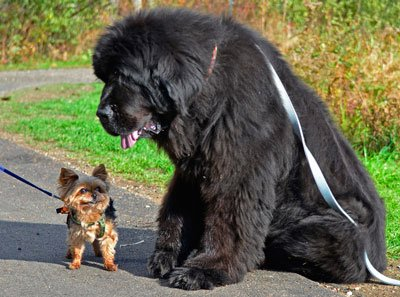 На фото собаки пород Ньюфаундленд и йоршский тойтерьер