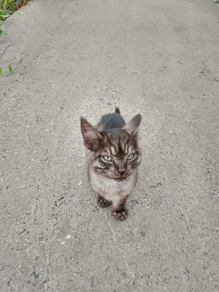 Гарцующий пони