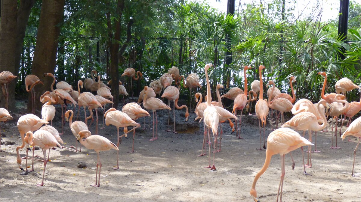 Розовый Фламинго Safari World в Бангкоке