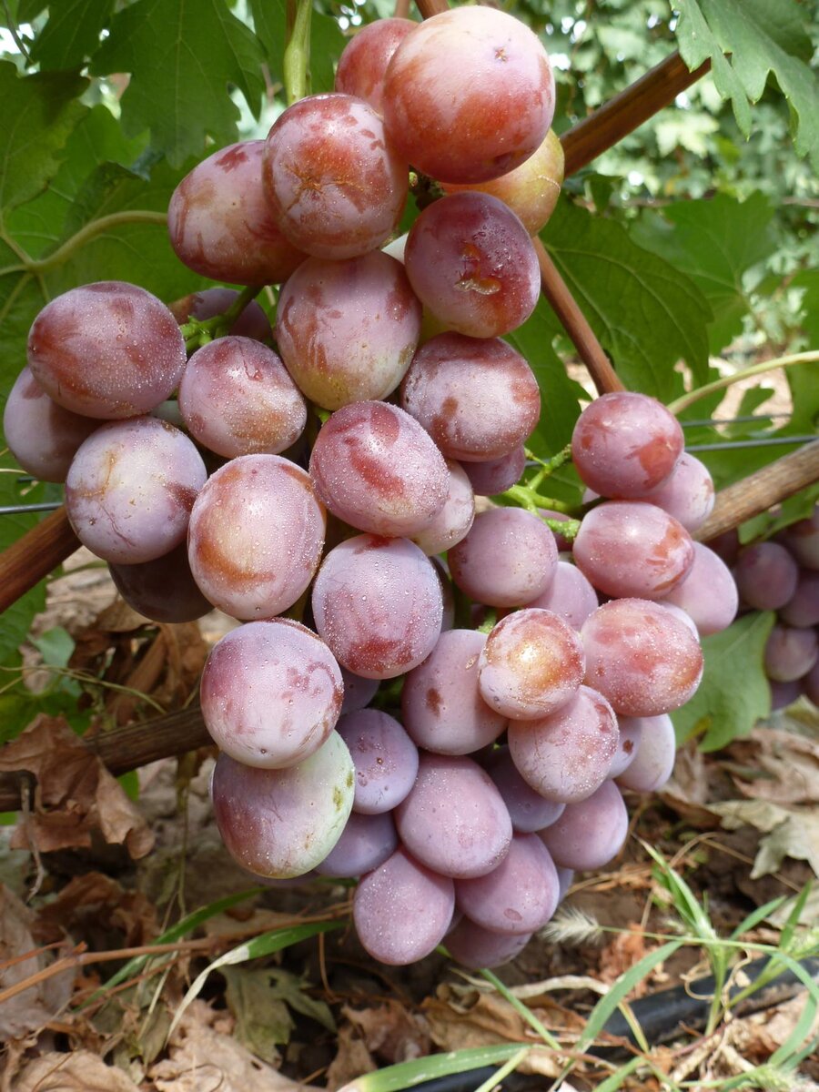 Исполин-обзор винограда селекции моего земляка Гусева С.Э.