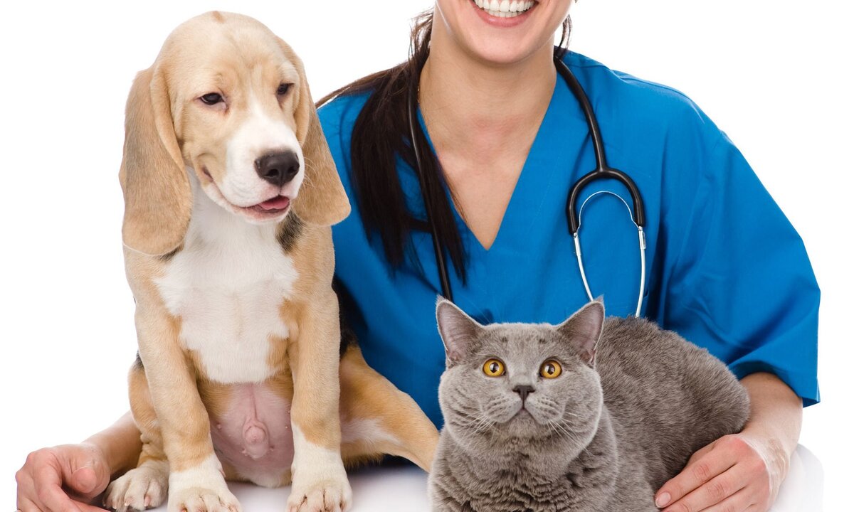 Взято https://veterinar-balakovo.ru/wp-content/uploads/2016/12/Bezymyannyj-e1482265893571.jpg