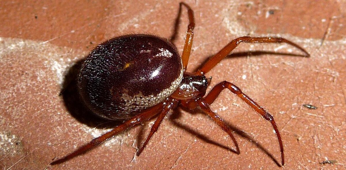 Steatoda nobilis. Фото: https://commons.wikimedia.org