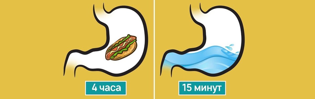 Вся жидкость: чай, кофе, вода, сок – продвигаются по продольной складке. И из желудка эвакуируются быстрее пищевого комка