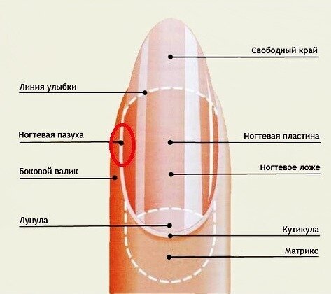 Строение ногтевой пластины.