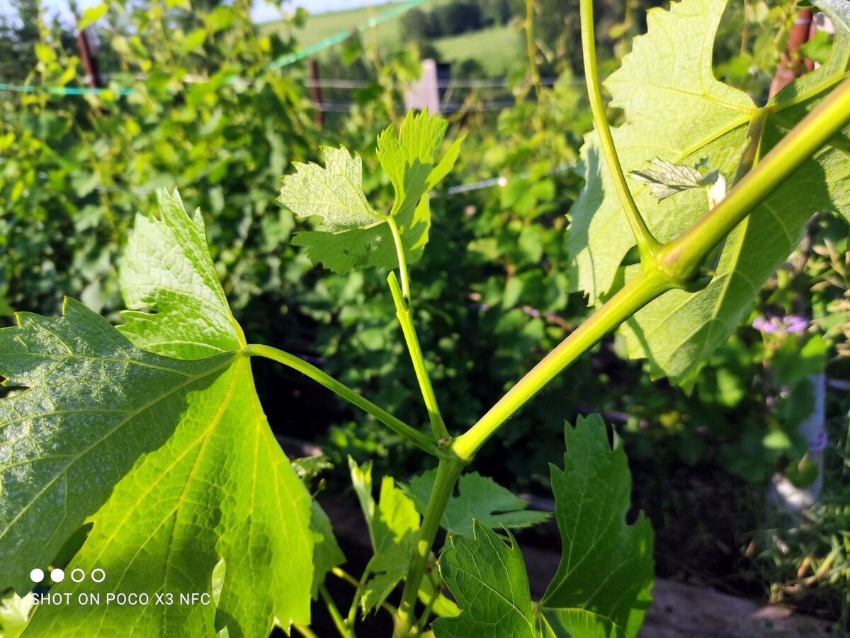 Вот так выглядит пасынок после обломки. Оставляем только его нижний лист