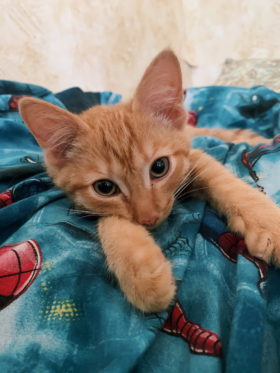 Симба. 2,5 месяца