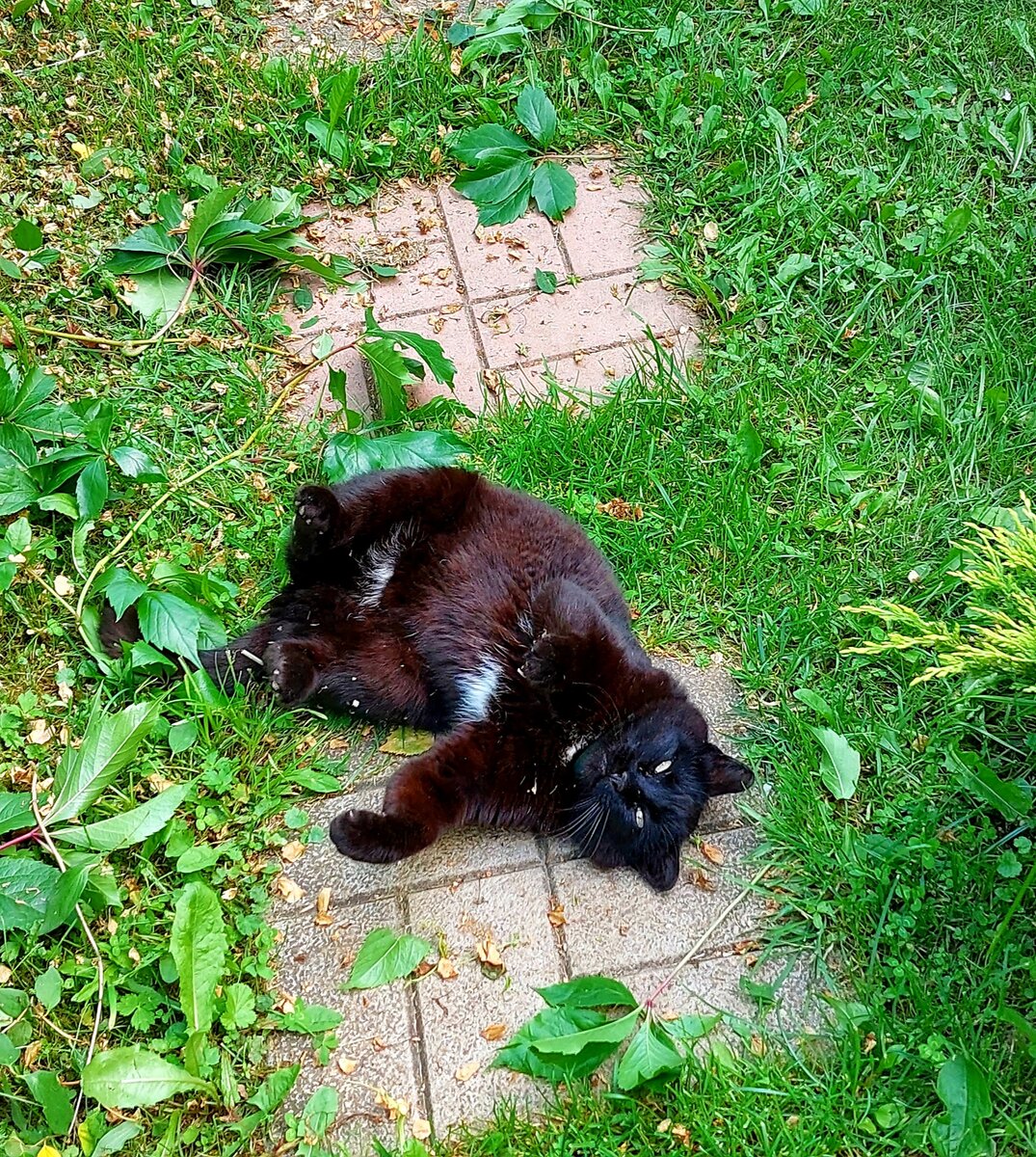 Тут мы вместе девичий виноград обдирали. 