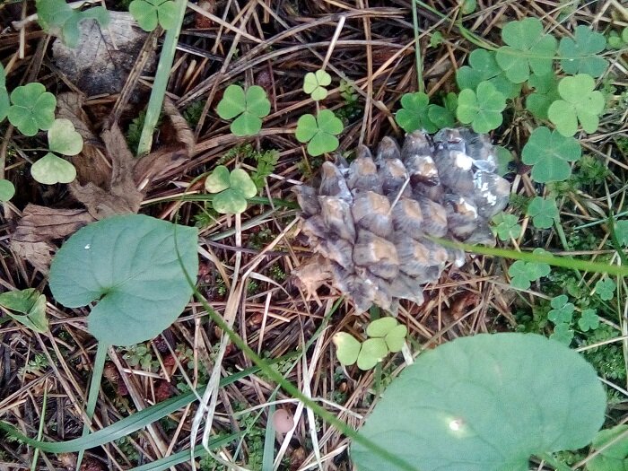 А это запасы на холодную зиму для белок