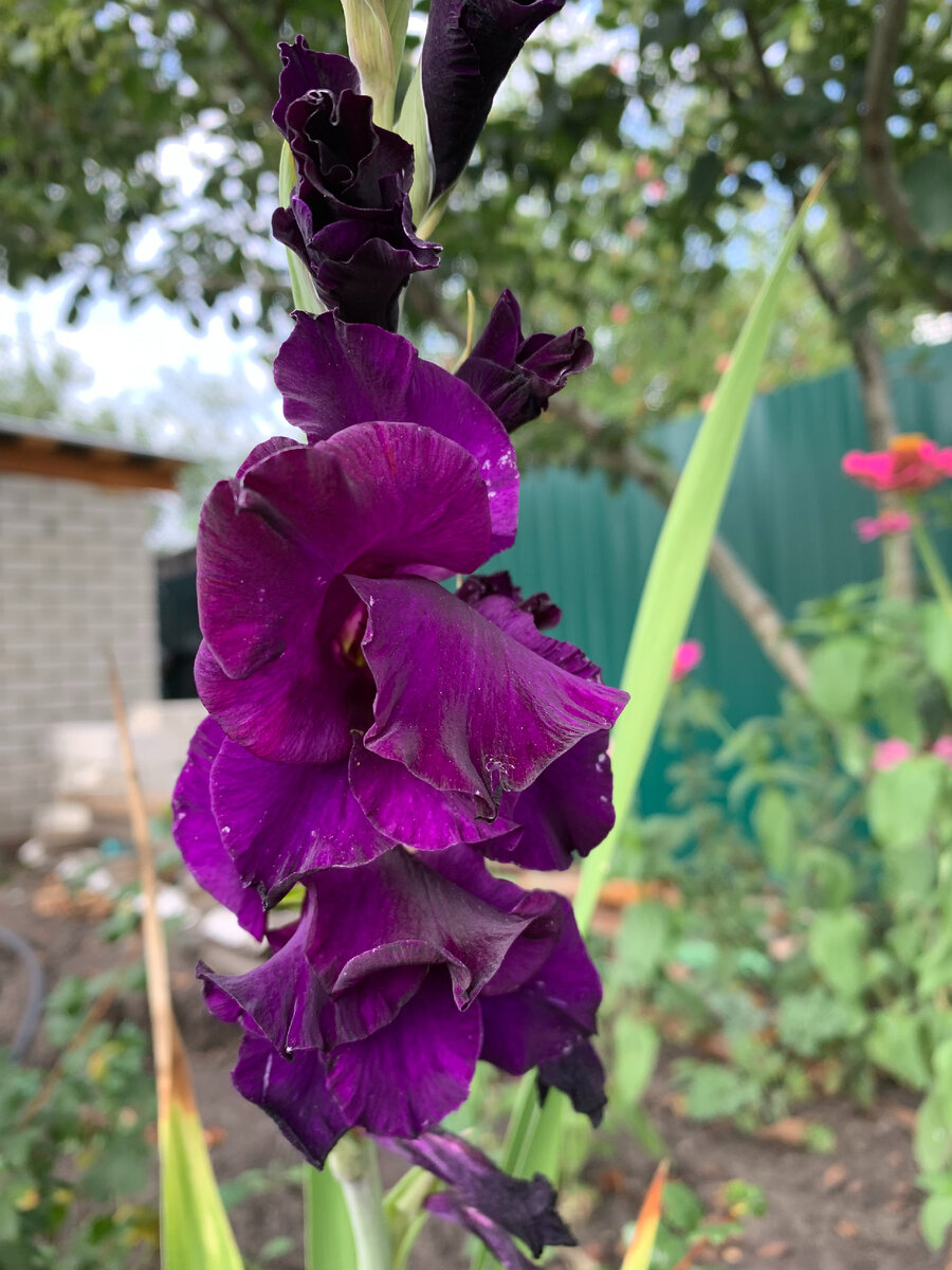 Думала, чем украсить текст. Пусть будет наш красивый гладиолус. 