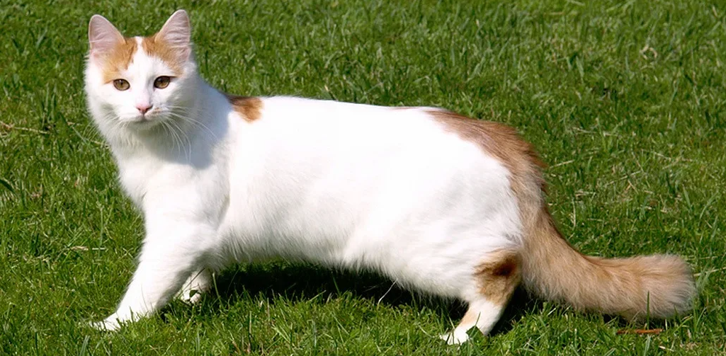 Фотография взята из свободного источника