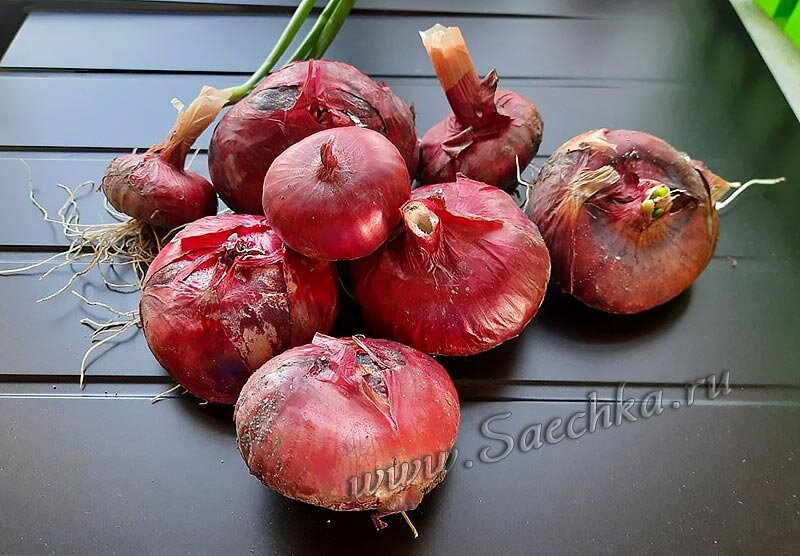 Ялтинский лук