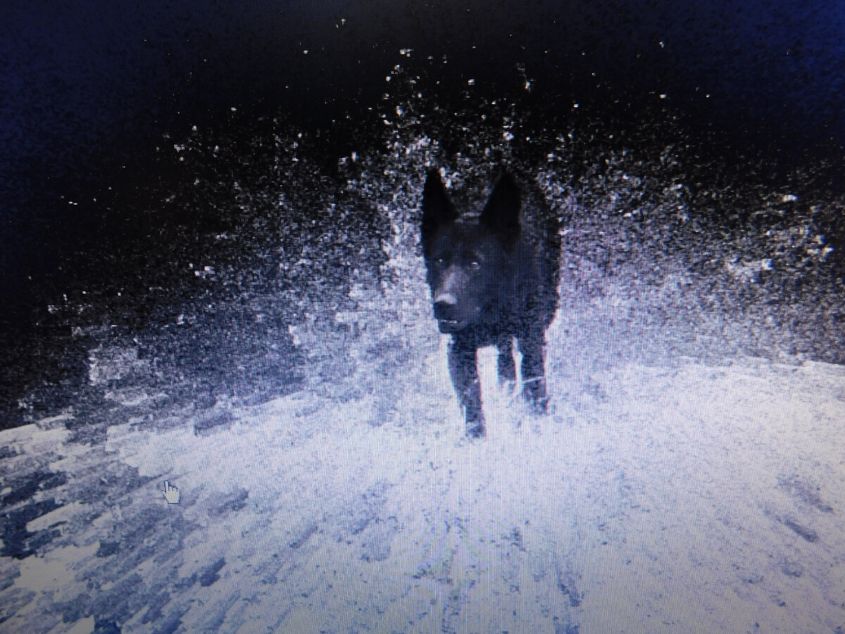 Фото из свободного доступа в сети интернет