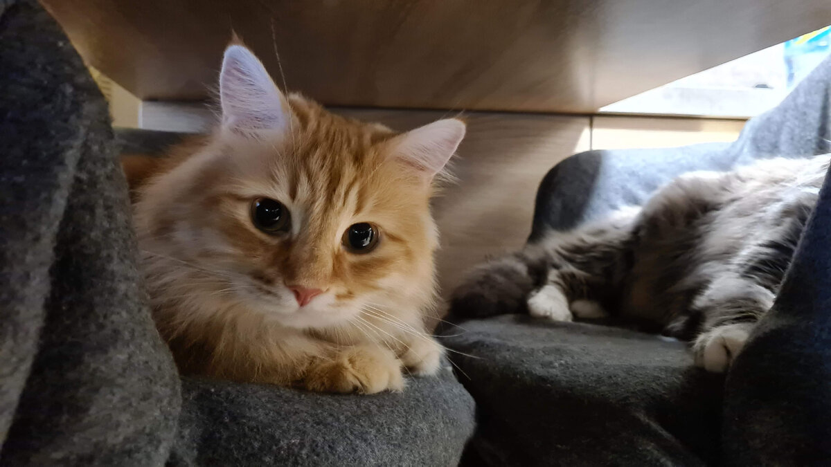 Где Мишаня, там и Оливер