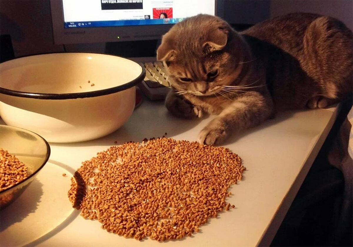 Опасные ингредиенты в сосисках для кошек