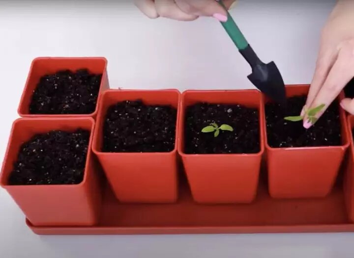 Фото: Пересаживать томаты необходимо в благоприятные для этого дни.